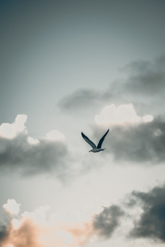 a bird flying in the distance against a grey sky with clouds and a tiny bit of orange sunlight in the bottom right corner