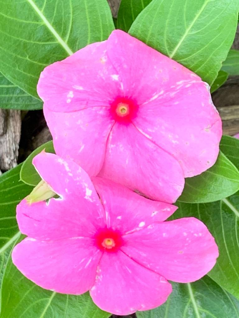 two bright pink vinca flowers against bright green leaves