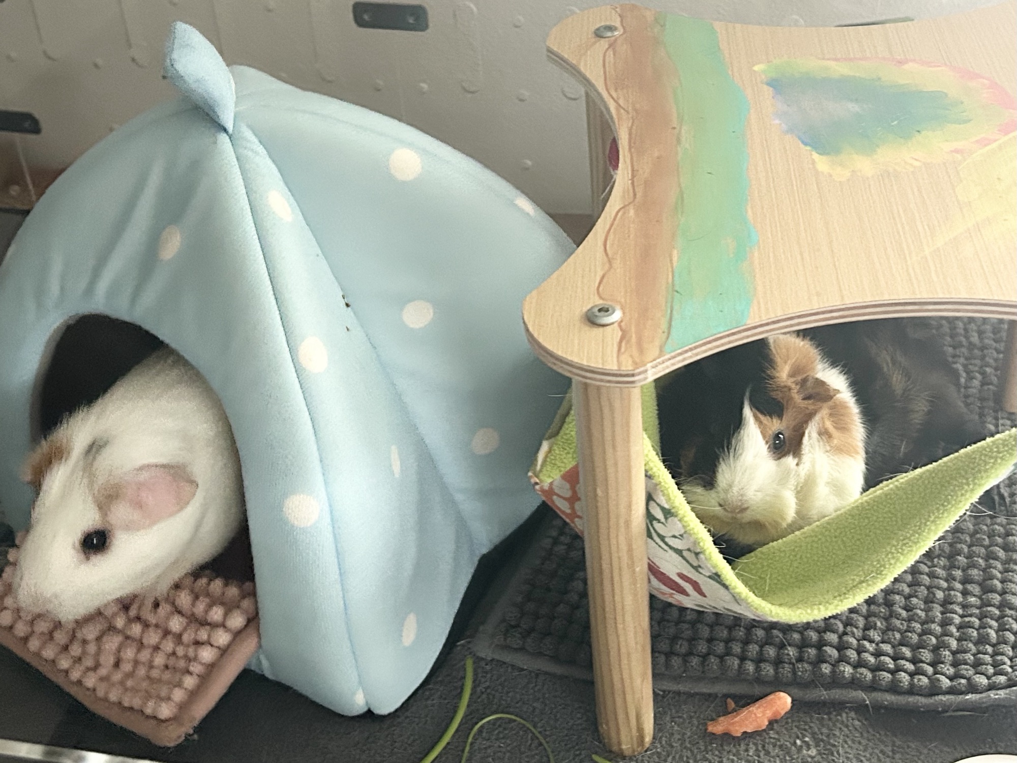 Sunny & Disco: A Love Story in 4 Parts
